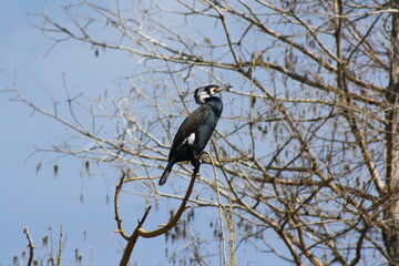 Black cormorant with white feathers on the head. Cormorant on a branch and in the background out of focus tree branches and blue sky.