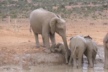 Naklejka premium Elefanten im Addo-Nationalpark, Südafrika