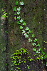 木にからまるツタ