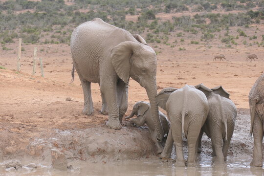 Elefanten im Addo-Nationalpark, Südafrika