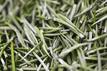Closeup of a heap of white tea buds and leaves at a tea plantation. Sri Lanka