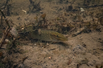 Pike
