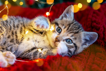 Christmas cat. Little curious funny striped kitten plays with Christmas lights garland on festive background. Cat chews lights. © FOTO_STOCKER