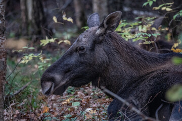 Moose elk deer in the forest