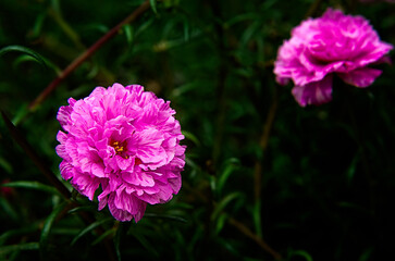 pink flower bright fresh blossom colorful in garden 