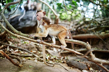Close-up of two monkeys near Dambulla Cave Temple in Sri Lanka.