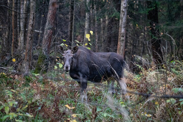 Fototapeta na wymiar Moose elk deer in the forest