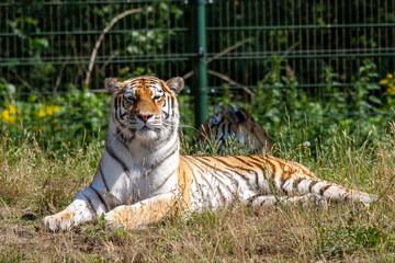 Tiger in  Beekse Bergen's Safaripark