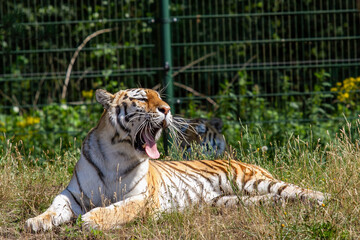 Tiger in  Beekse Bergen's Safaripark