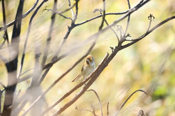 A little cute brown bird with a yellow mouth and striped on breast perch on a root (Spot-breasted Parrotbill)