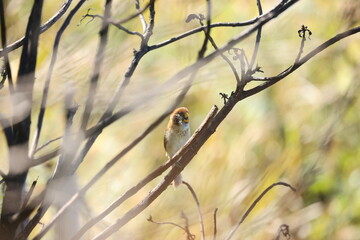 A little cute brown bird with a yellow mouth and striped on breast perch on a root (Spot-breasted Parrotbill)