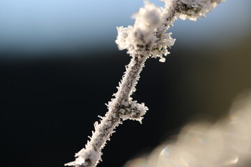 Ice crystals on the branches