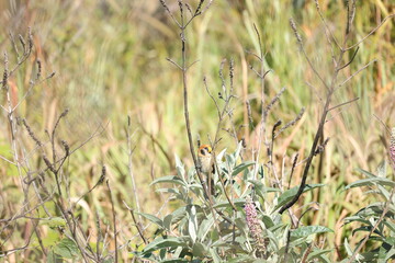 A little cute brown bird with a yellow mouth and striped on breast perch on a root (Spot-breasted Parrotbill)