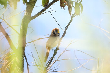 A little cute brown bird with a yellow mouth and striped on breast perch on a root (Spot-breasted Parrotbill)