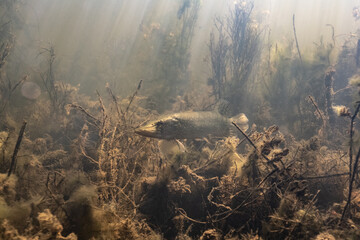 Pike in green water