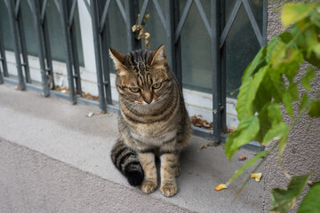 Portrait of stripped cat sitting at the window of house in the street