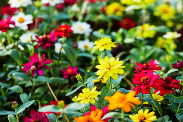 red and yellow flowers