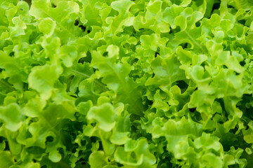 green lettuce leaves