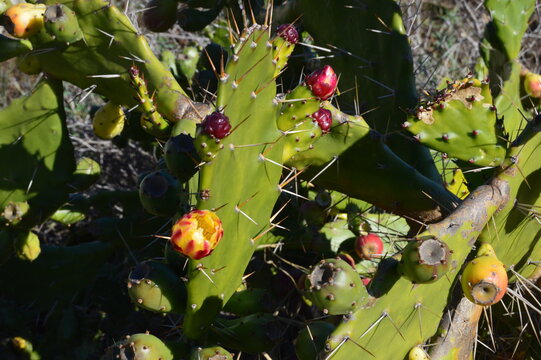 flores y frutos de chumbera
