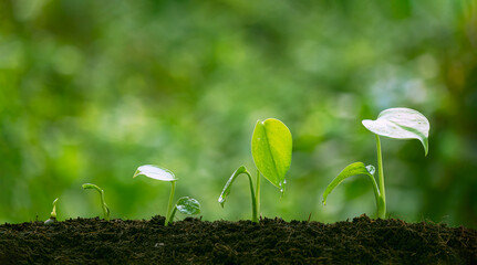 Agriculture plant seedlings growing in germination sequence on fertile soil with blurred natural background