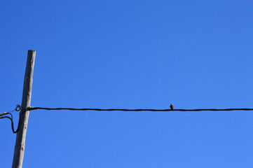 Ave en cable de luz