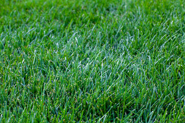 Close-up image of fresh spring green grass