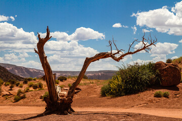 Dead tree in Monument Valley