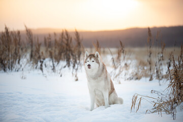Portrait of beautiful siberian Husky dog sitting in winter field at sunset.