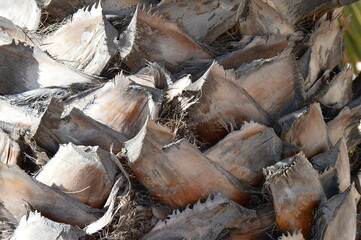 Corteza de palmera