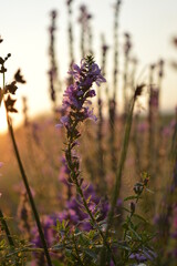 Obraz premium lavender in the morning