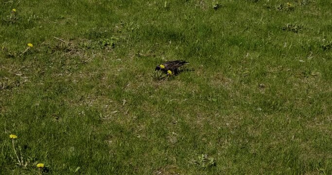 Starling on the green grass is looking for fodder among the flowers.
