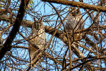 Long-eared owls sit on the branches of a tree without leaves. Birds of prey in late autumn