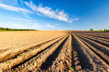 Furrows row pattern in a plowed field prepared for planting crops in spring. Horizontal view in perspective.