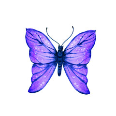 Watercolor illustration, butterfly.
