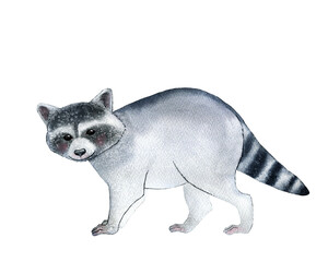 Watercolor illustration, racoon.
