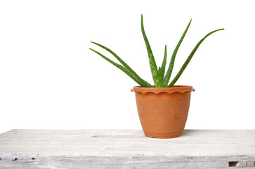 Aloe vera is a separate medicinal plant on a white background (selective focus).