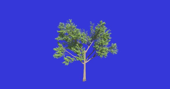Broadleaf tree growth animation sequence on blue chroma key. Tree growing time-lapse. 