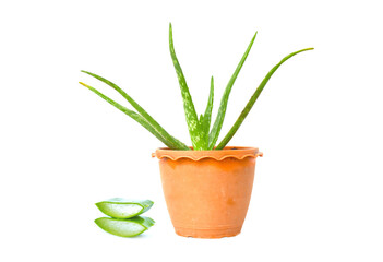 Aloe vera is a separate medicinal plant on a white background (selective focus).