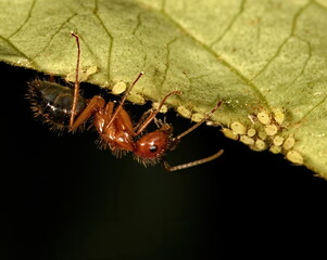 Macro photography of Florida Carpenter ant taking care of it's herd of aphids. The aphids produce a byproduct called honeydew that the ants really like.