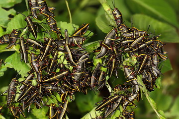 Macro photograph of dozens of nymph Eastern lubber grasshoppers devouring the very plant they are standing upon.