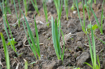 bunch the green ripe garlic plant seedlings in the garden.