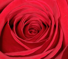 Fototapeta na wymiar Macro photo of a red rose with no background. Rosa L.