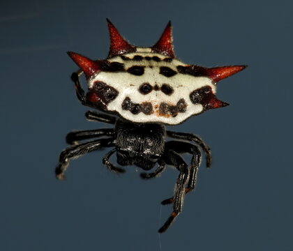Macro photo of a Spiny orb-weaver spider in it's web. Gasteracantha.
