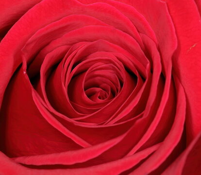 Macro photo of a red rose with no background. Rosa L.