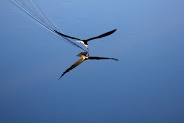 Black skimmer skimming the calm pond water in the early morning light. Rynchops niger. - obrazy, fototapety, plakaty
