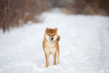 cute and happy shiba inu puppy standing in the forest in winter. Beautiful red Japanese shiba inu female dog on the snow