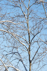 A tree against the backdrop of a beautiful blue sky in winter. Tree branches in the snow. Background from a tree with branches. The tree is covered with snow on a bright sunny winter day.