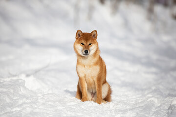 cute and happy shiba inu puppy sitting in the forest in winter. Beautiful red Japanese shiba inu female dog on the snow