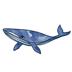 illustration of whale 