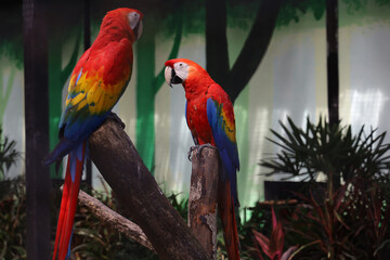 Close up haed the red macaw parrot bird in garden at thailand.